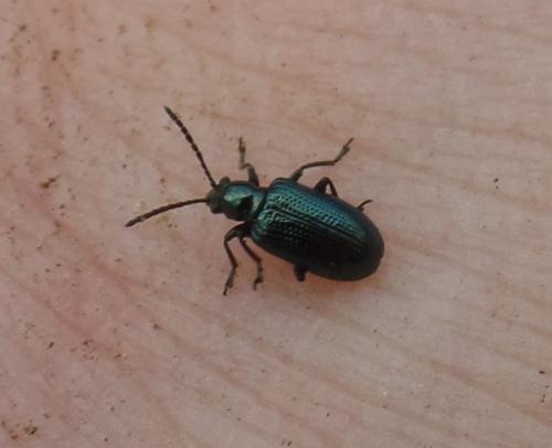 Oulema sp.