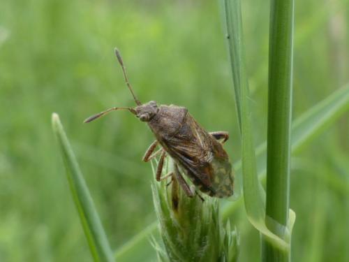 Stictopleurus sp.