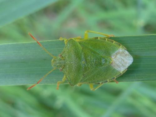 Palomena prasina