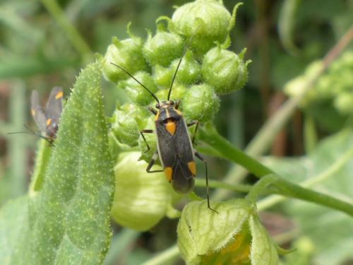 Réf. 154 384 : Capsodes flavomarginatus