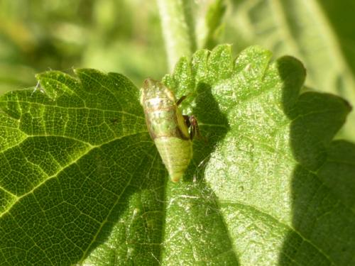 Aphrodes sp.