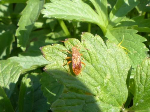Réf. 154 905 : Rhopalus maculatus