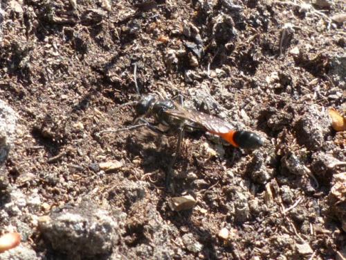 Ammophila sp.