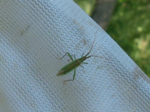 Stenodema laevigata