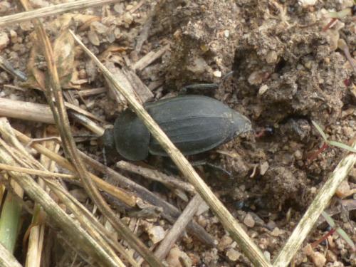 Silpha obscura