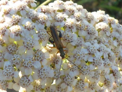 Oedemera podagrariae