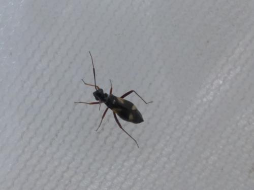 Globiceps sp.