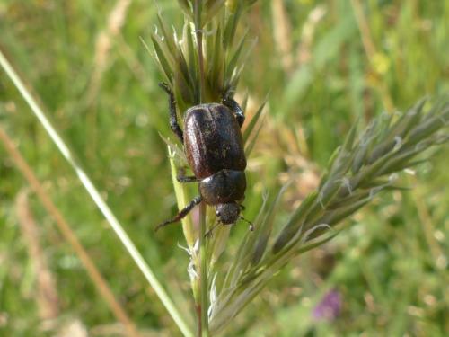 Hoplia sp.