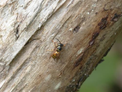 Réf. 154 145 : Vespula rufa