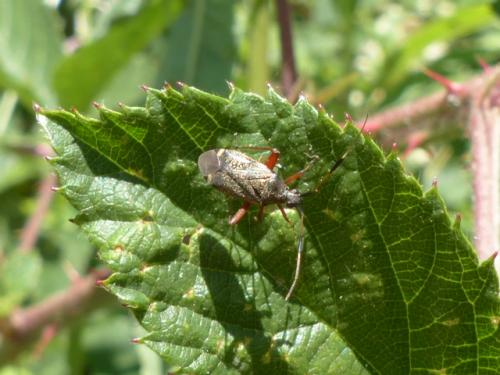 Closterotomus biclavatus