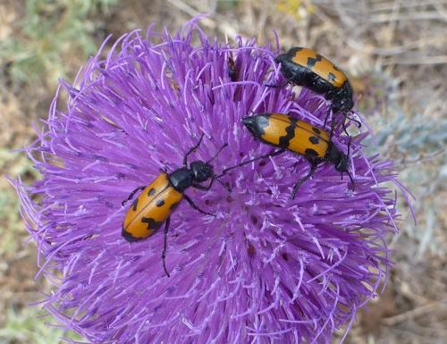 Réf. 154 903 : Mylabris variabilis
