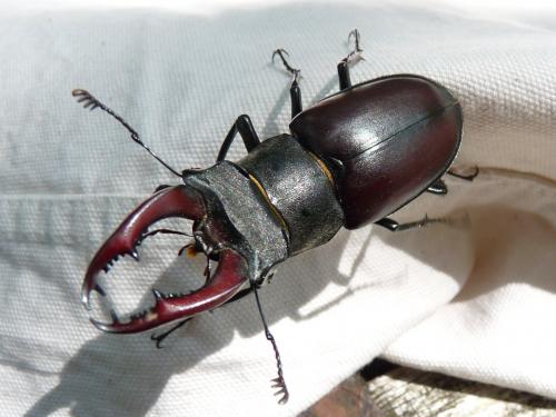 Réf. 154 140 : Lucanus cervus