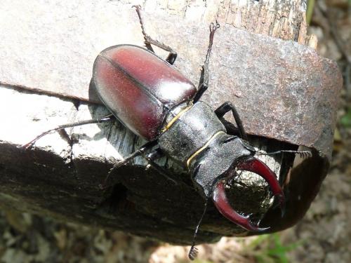 Lucanus cervus