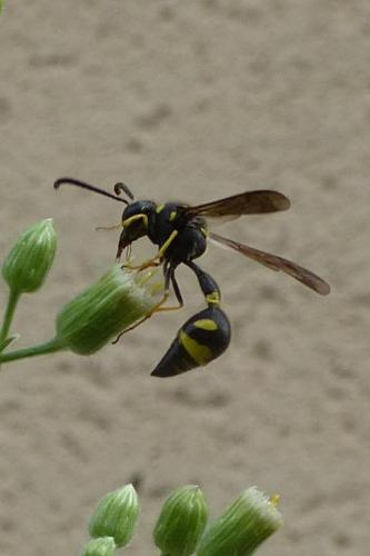 Eumenes sp.