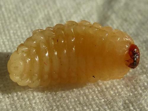 Réf. 154 303 : Curculio sp.