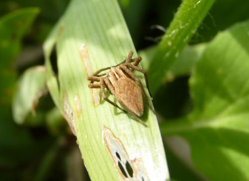Pisaura mirabilis