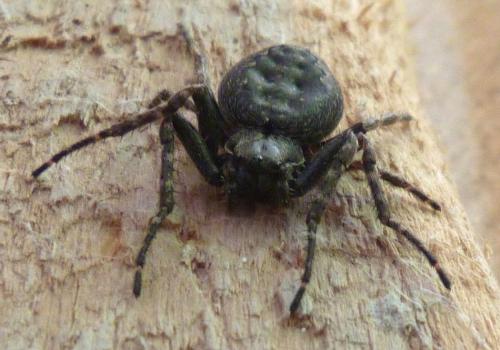 Nuctenea umbratica