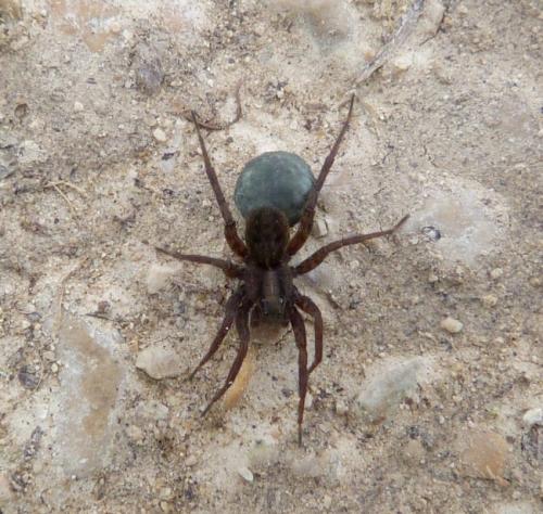 Pardosa sp.