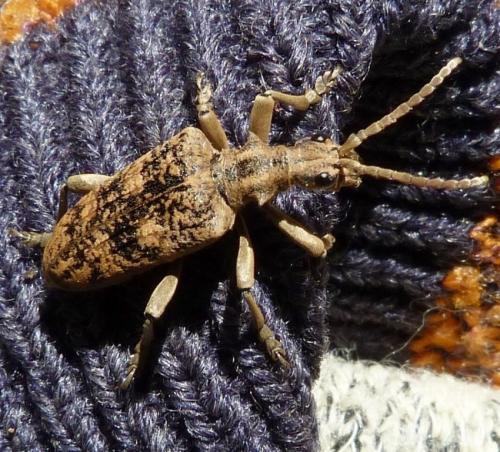 Réf. 154 771 : Rhagium sycophanta