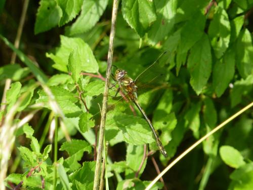 Oxygastra curtisii