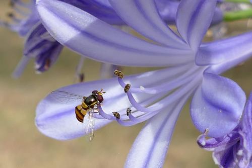 Epistrophe sp.