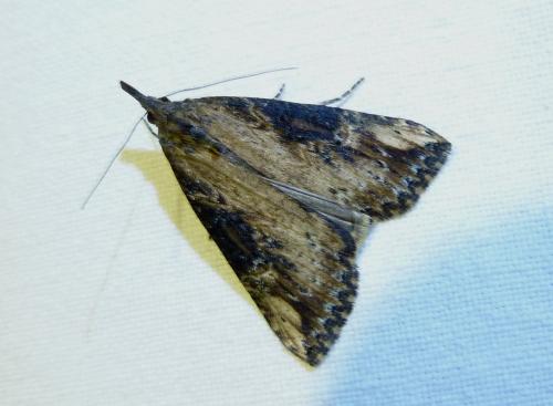 Réf. 154 647 : Hypena obesalis