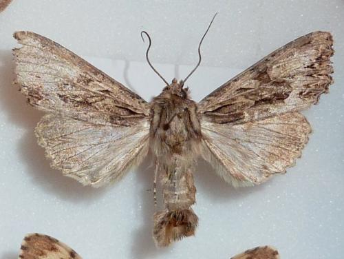 Réf. 154 644 : Apamea sp.