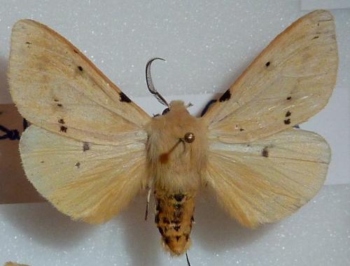 Spilosoma lutea