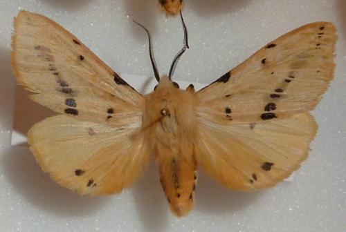 Spilosoma lutea