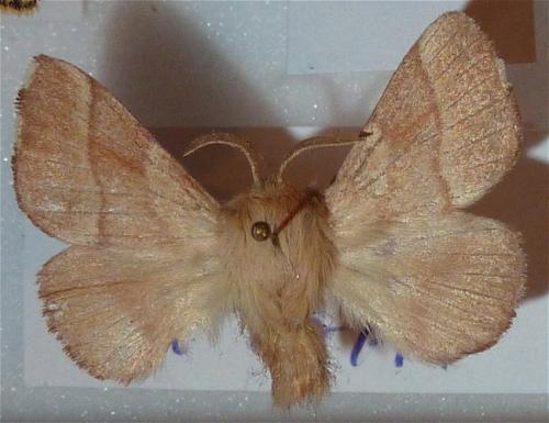 Réf. 154 674 : Malacosoma neustria