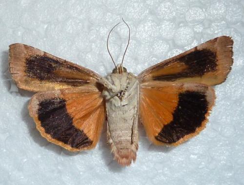 Réf. 154 716 : Noctua fimbriata
