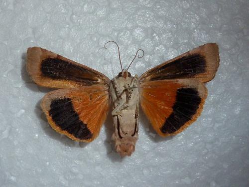 Noctua fimbriata