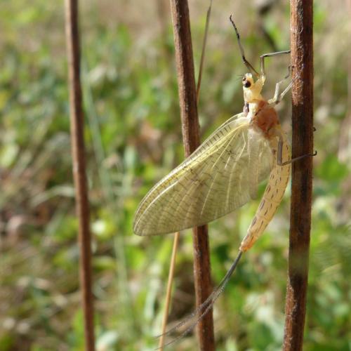 Ephemera glaucops
