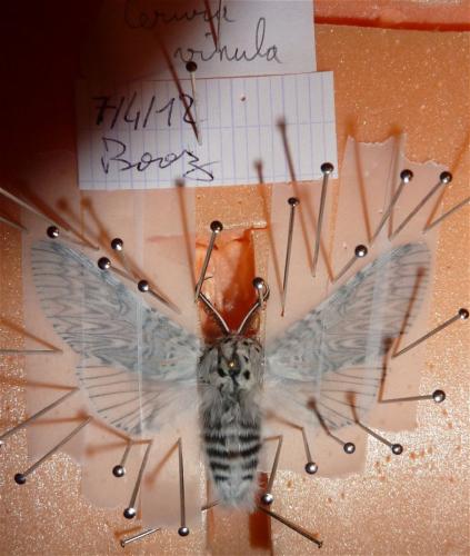 Réf. 154 583 : Cerura vinula
