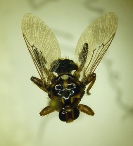 Hippobosca equina