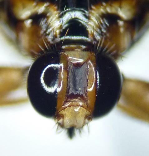 Réf. 154 639 : Hippobosca equina