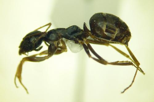 Réf. 154 633 : Formica lemani