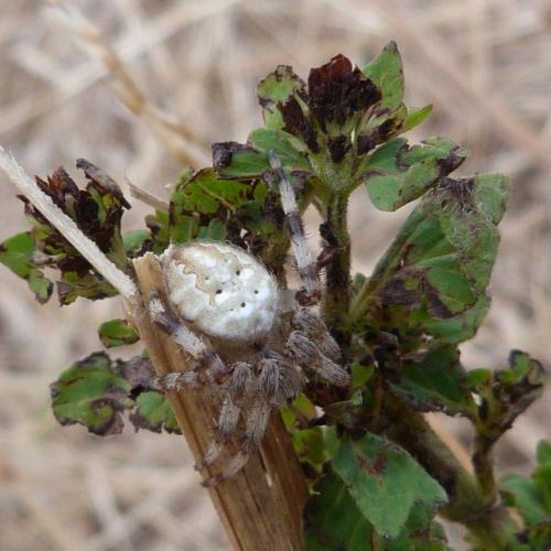 Araneus quadratus
