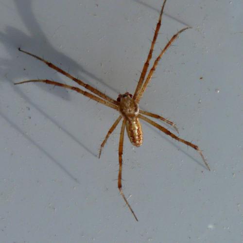 Argiope bruennichi