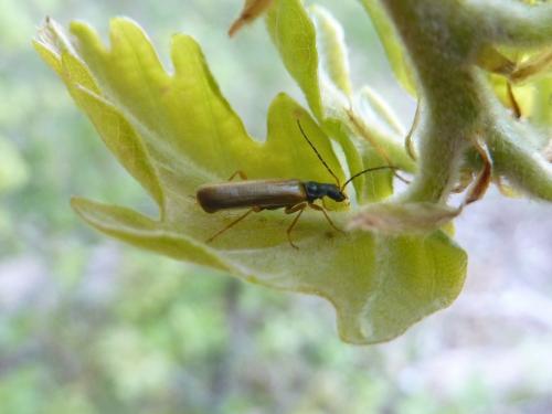 Réf. 154 565 : Rhagonycha lignosa