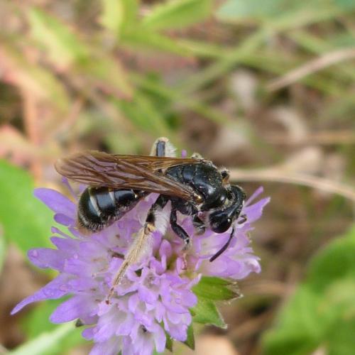 Andrena hattorfiana