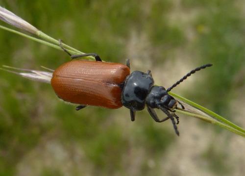Omophlus rugosicollis