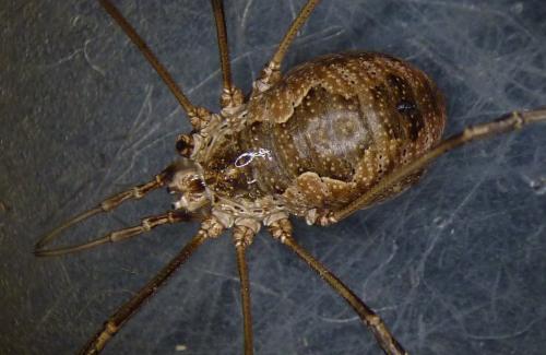 Réf. 154 513 : Phalangium opilio