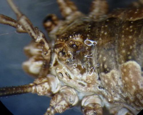 Phalangium opilio
