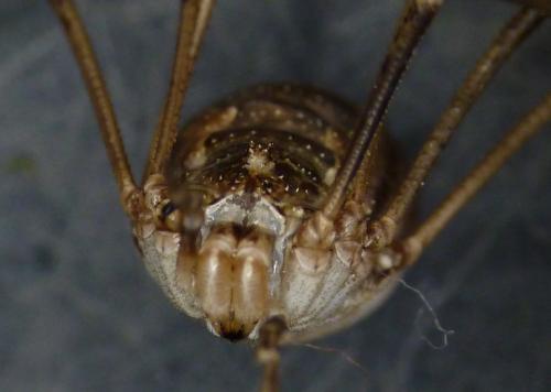 Réf. 154 515 : Phalangium opilio
