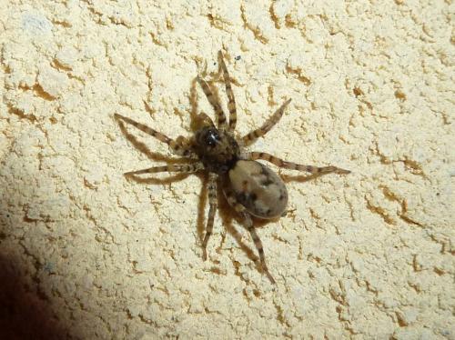 Arctosa perita