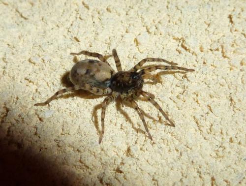 Arctosa perita