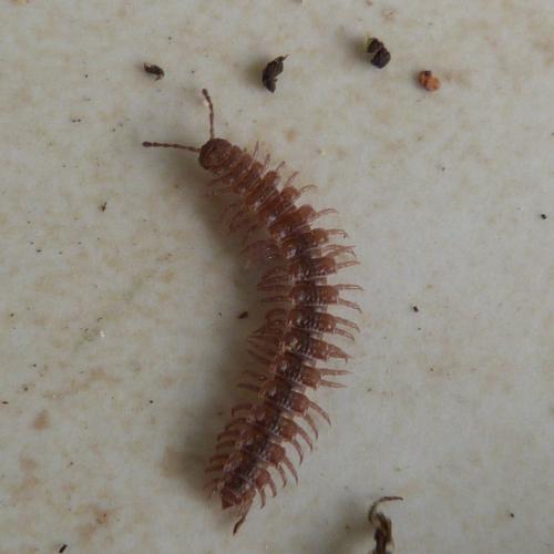 Polydesmus sp.