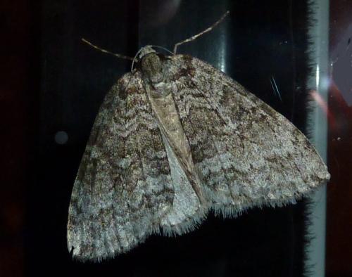 Epirrita sp.