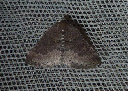 Aleucis distinctata